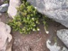Alpine flowers 5
