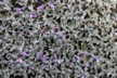 Alpine flowers 6