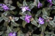 Alpine flowers 7