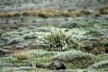 Alpine flowers 8