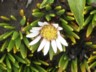 Aster