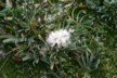 Aster seeds