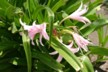 Lillies