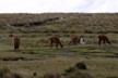 Llamas 2