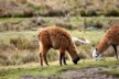 Llamas 3