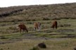 Llamas 4