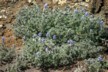 Lupins 2