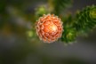 Orange tea flower - Chuquiraga