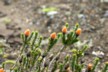 Orange tea flower 2