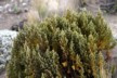 The only fir on Chimborazo