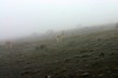 Vicuna 1