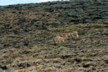 Vicuna 2