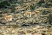 Vicuna 3