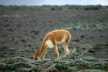 Vicuna f