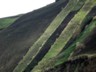 A steep cultivated hillside