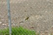 Black headed bird