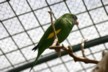 Parrot 2