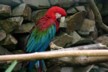 Red parrot