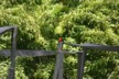 Vermillion flycatcher