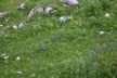 Gentians up the mountain