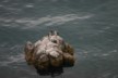 Shag Rock