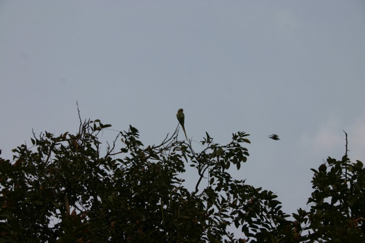Parakeet