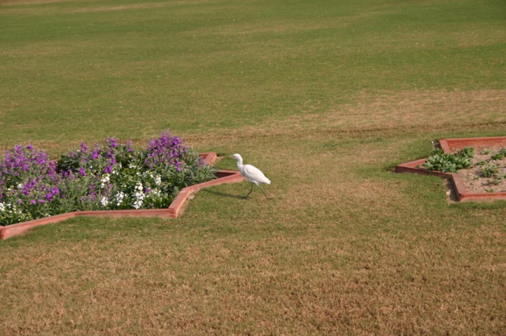 A Taj Mahal egret