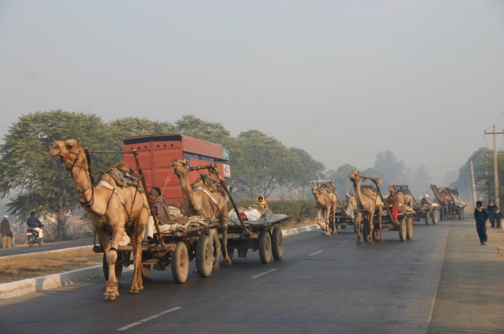 A load of camels