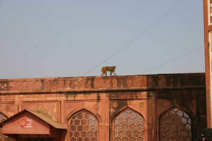 A monkey on patrol at Akbars Tomb