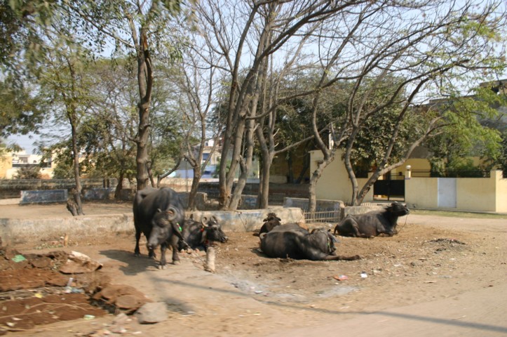 Cattle selling their pats