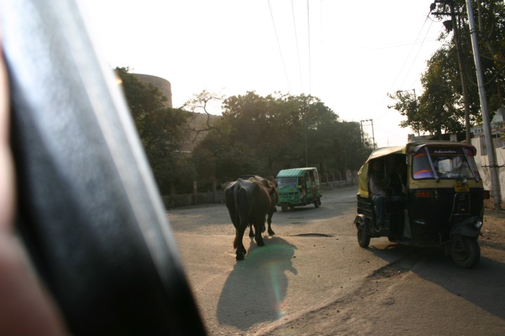 Cows and Tuc tucs