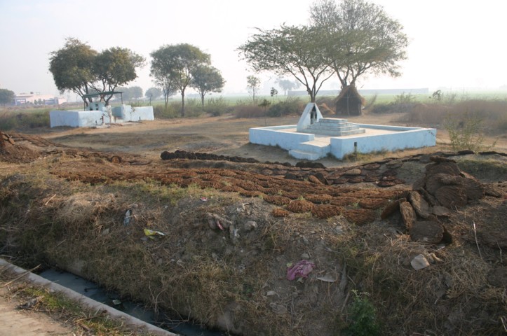 Drying cow pats to sell