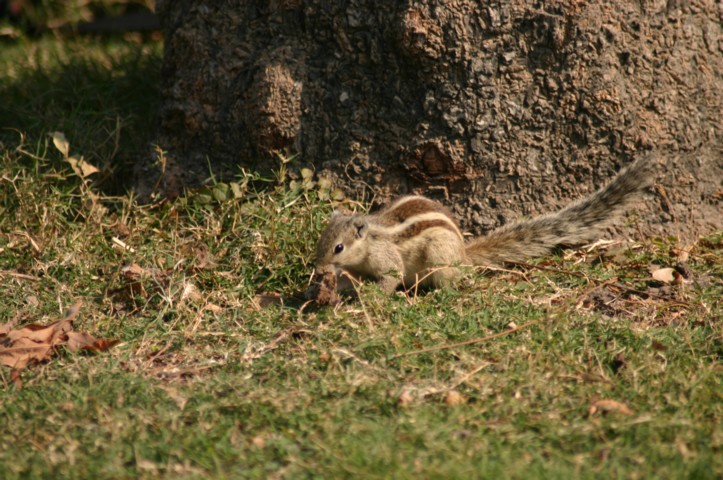 Indian Squirrel