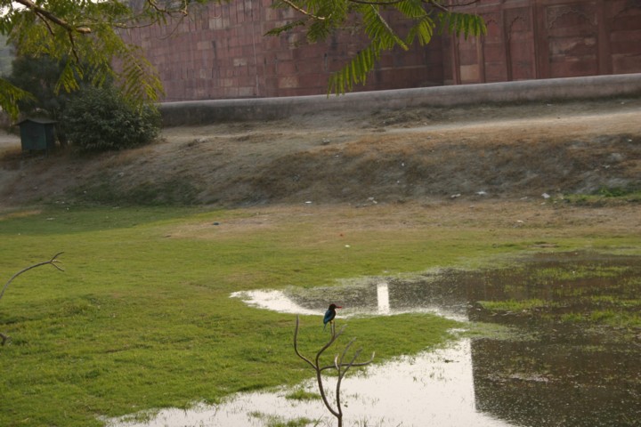 Kingfisher at the Red Fort Agra
