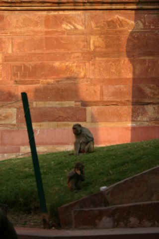 Monkeys at the Agra Red Fort