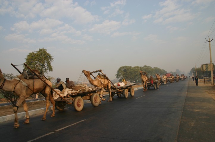 The camel train