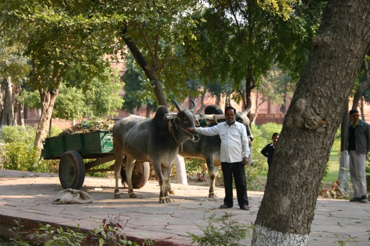The gardeners at the Taj Mahal