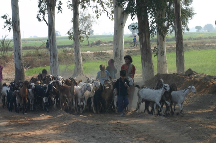 A herd of goats