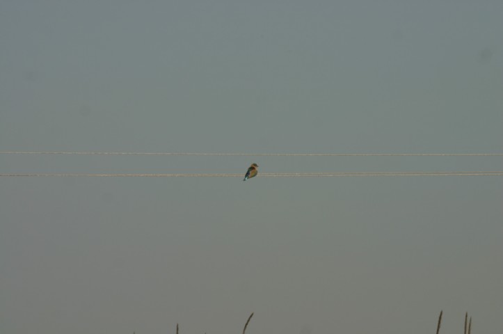 An Indian Roller