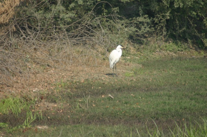 Cattle Egret