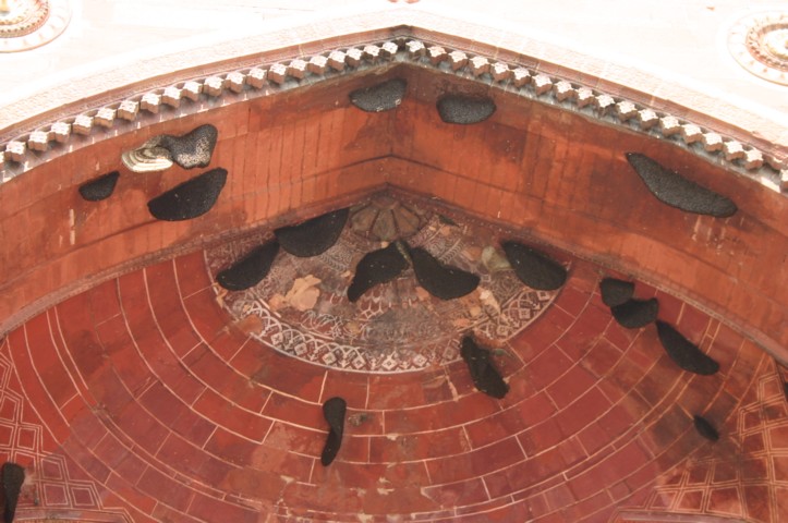 Close up of the bees nests