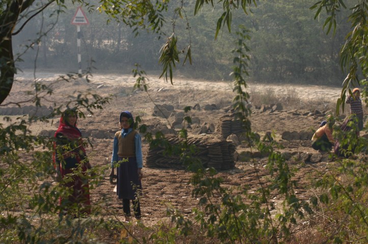 Drying cow pats for fuel