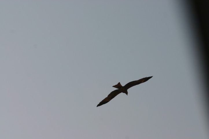 Eagle Kite