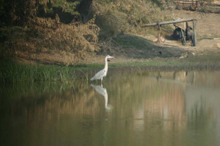 Grey Heron