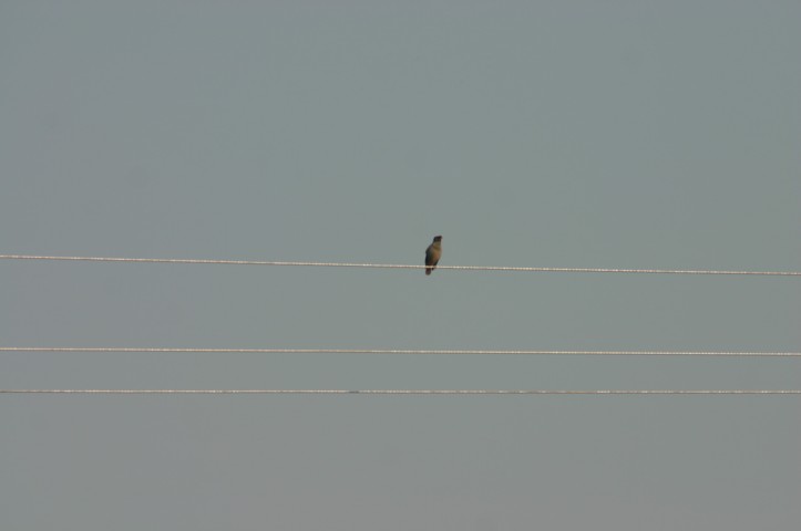 Myna Bird