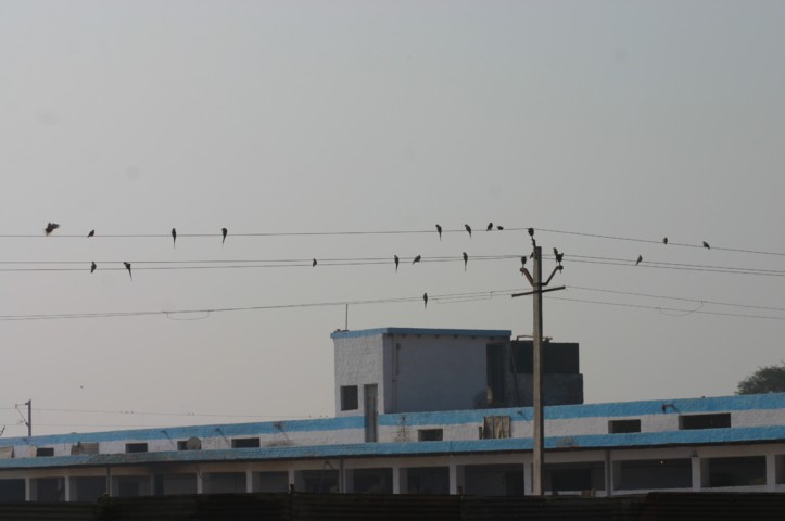 Parakeets on wires