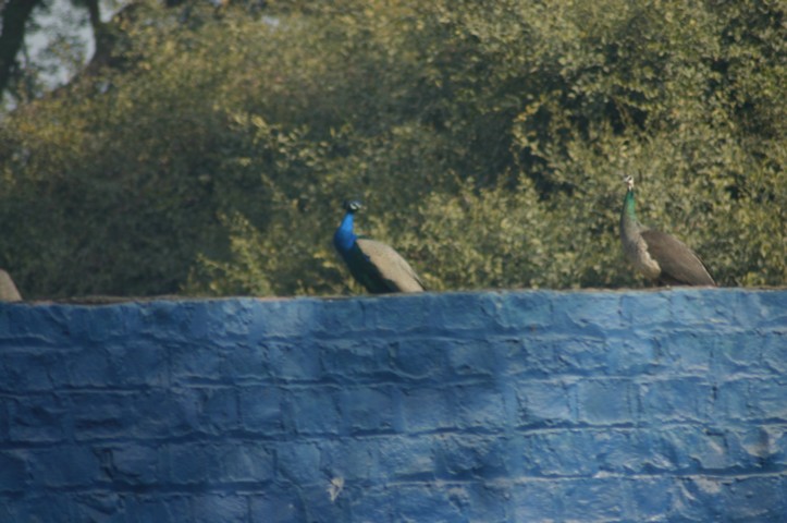 Peacocks