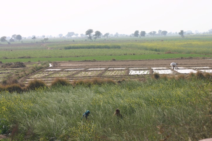 Planting rice