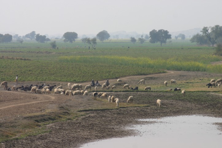 Sheep farming