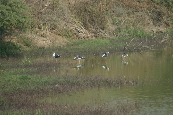 Stilts